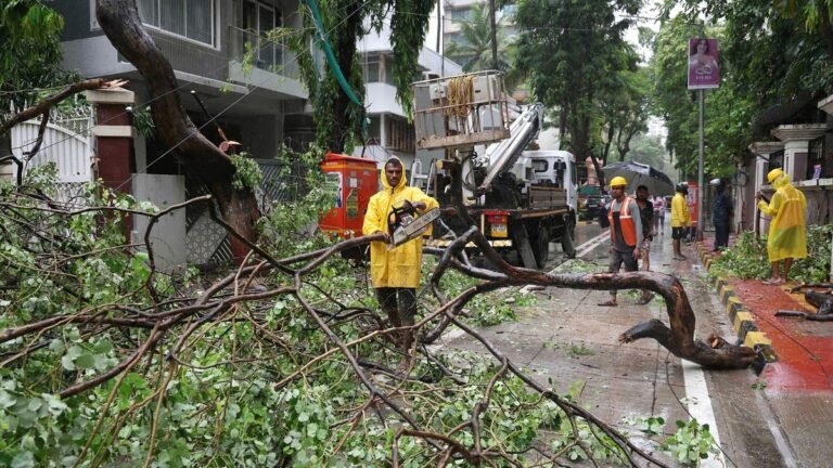 Chembur tree fall incident: BMC report faces scrutiny of officials for clean cut