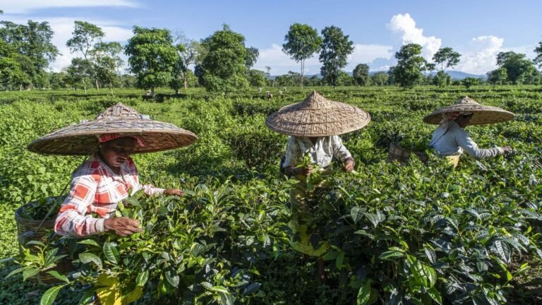 Slashed perks among factors affecting mental health of Assam’s tea garden executives