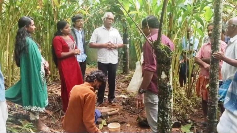 African snail infestation threatens cardamom plantations in Idukki