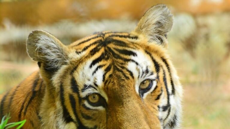 Tiger found dead in Chikkamagaluru
