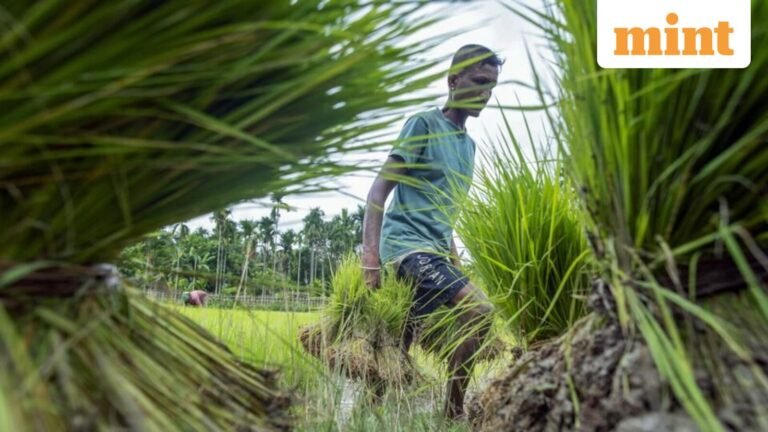 Area of ​​Kharif trails last year by 4.2 million hectares | Today’s news