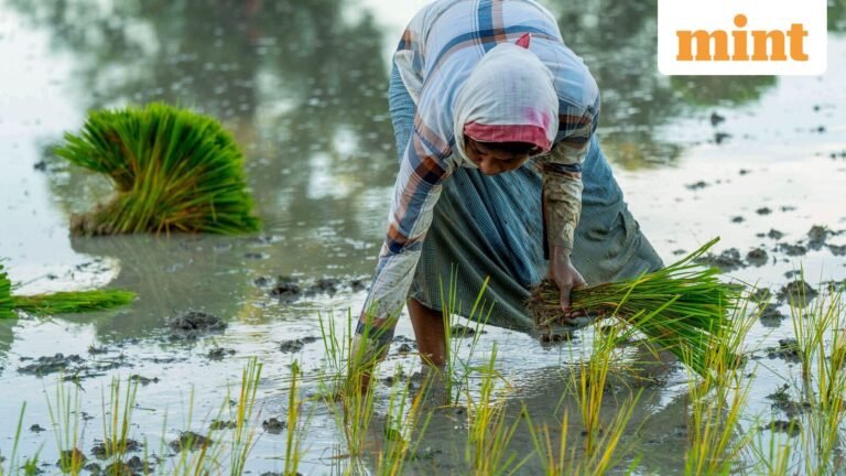 Monsoon covers India a day later; July rains revive kharif sowing of hope | Today’s news