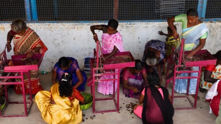 More than 230 Irula families in Ariyalur are finding steady income through cashew harvesting initiative