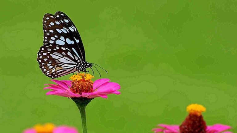 Lack of trees causing heat waves and other climatic events in Karnataka
