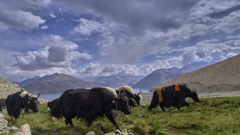 Scientists have developed health monitoring for alpine yaks