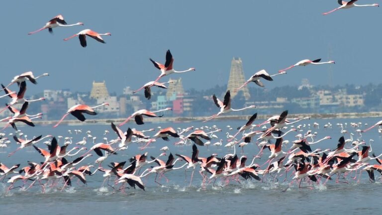 Government of Tamil Nadu. is planning a community-led ecotourism project in Rameswaram