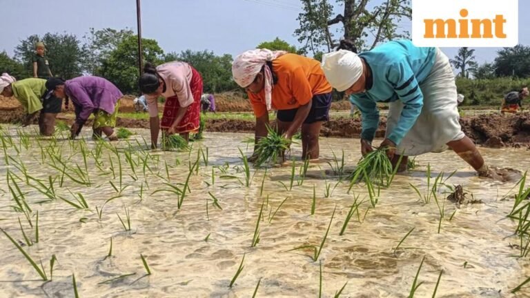The Kharif sowing gap is narrowing but the acreage remains below the level of a year ago | Today’s news
