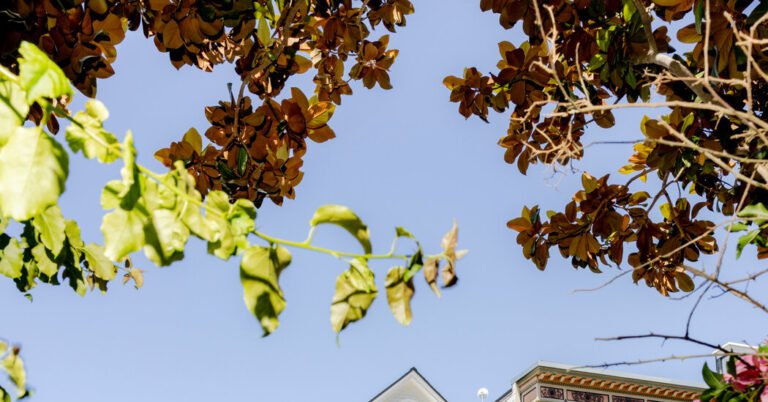In San Francisco, some home sellers are now asking for OpenAI or Anthropic shares