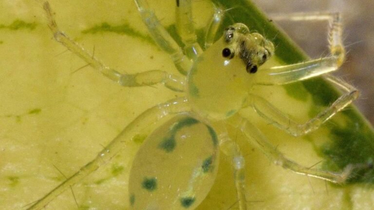 Scientists have discovered three new species of rare jumping spiders
