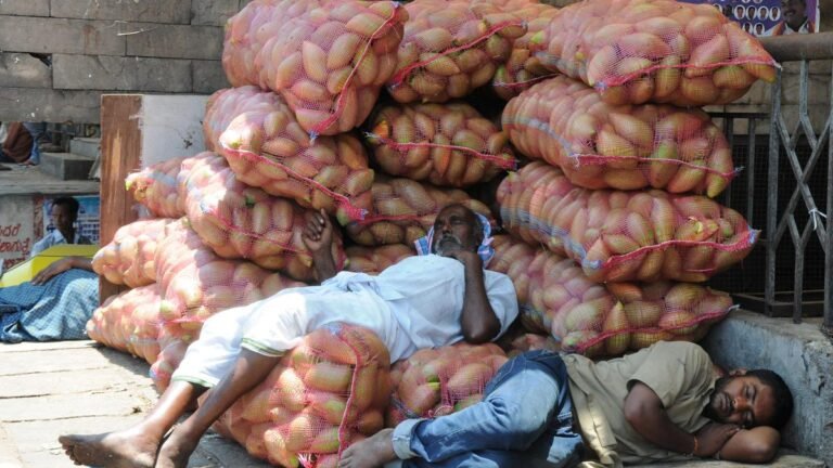 Totapuri mango growers are further in dire straits as prices continue to fall