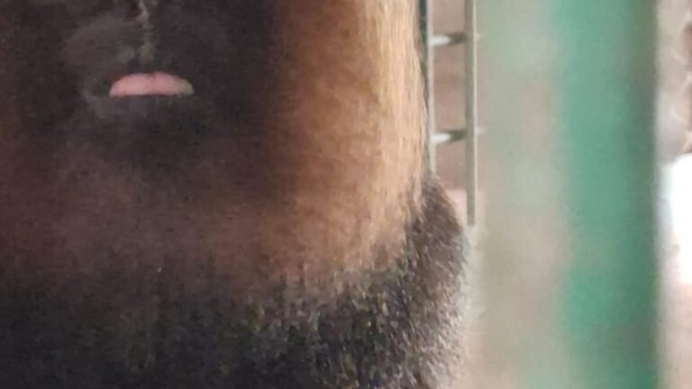 Thiruvananthapuram Zoo welcomes baby Nilgiri langur