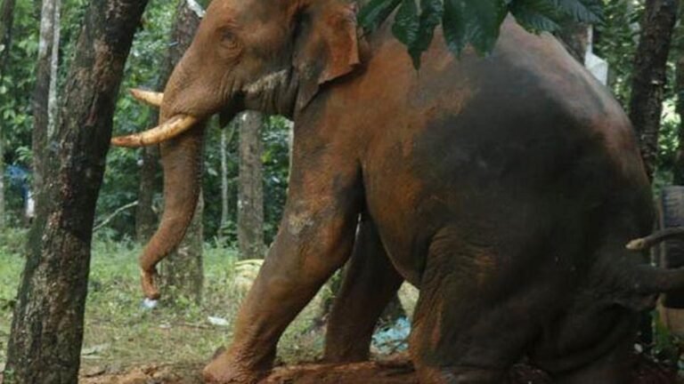 An injured tusker rescued from a disused well near Kothamangalam