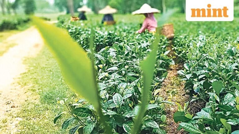 Tea plantations, monasteries and mountains: Why Northeast India is winning over Indian travelers | Today’s news