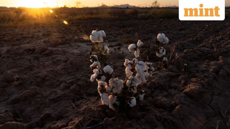 Textile prices are likely to be stable for now, but global cotton risk remains | Today’s news