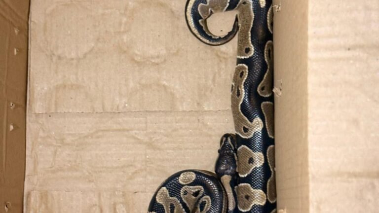 Pythons found in apartment; Forest Department, Police Launch Probe