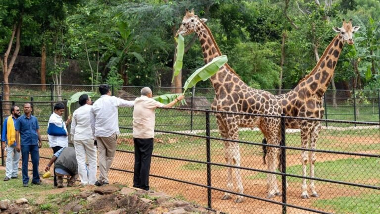 Prefab panels for the Singapore-style makeover of the Visakhapatnam Zoo