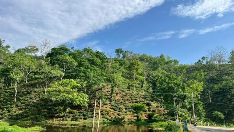 For a leaf-to-cup tea experience near Guwahati in Assam