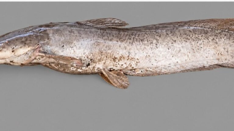 Initiative launched in Periyar Tiger Reserve to manage invasive African catfish