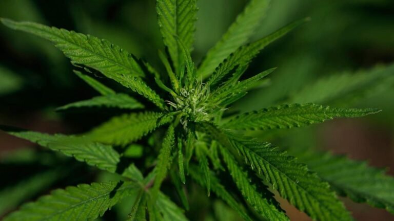 Kerala man arrested for growing cannabis plants outside apartment