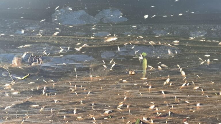 Mass killing of fish: After two years, Periyar fishermen await compensation