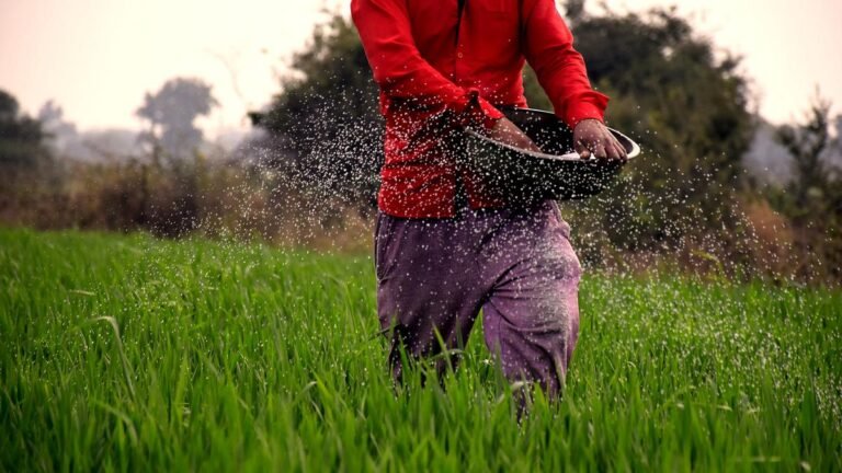 Farming activity has picked up in Vizianagaram district with incessant rains for the past three days
