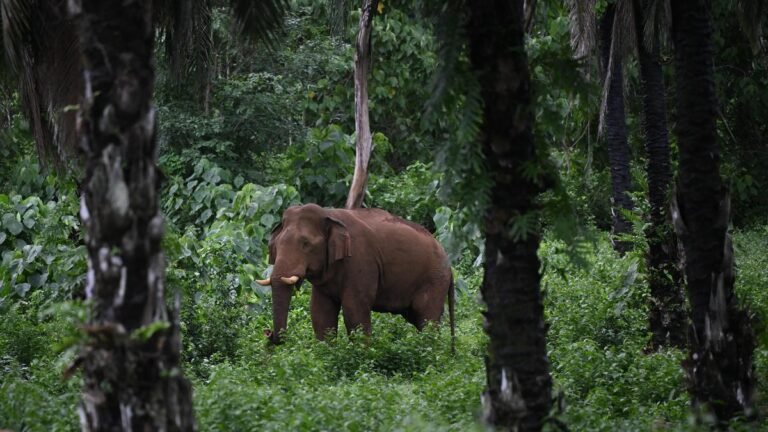 A dairy injured in a wild elephant attack in Kerala’s Wayanad