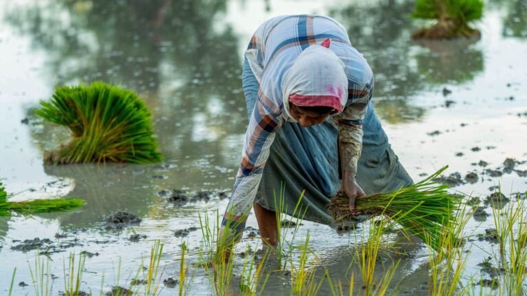 Kharif sowing slows amid erratic rains as paddy fields, oilseeds plummet | Today’s news