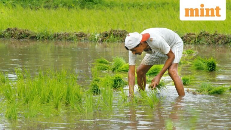Monsoon will resume in northwest India, increasing prospects for kharif sowing | Today’s news