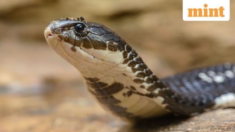 Snake bite death reveals chilling murder plan: Meerut man allegedly killed by wife, her lover | Today’s news