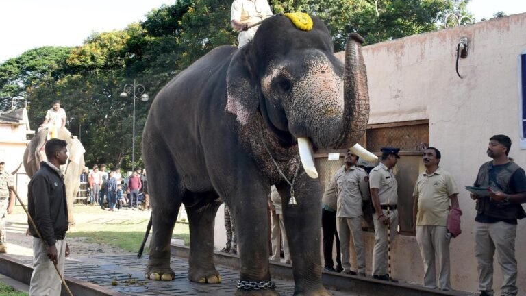 Srikanta the heaviest among the nine Dasara elephants at 5,790 kg