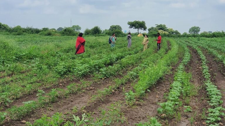 Vidarbha’s farm widows who refuse to remarry