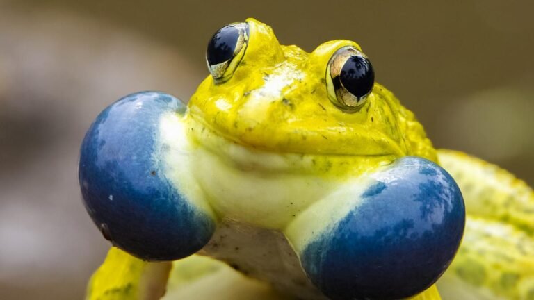 India’s wildlife lodges are the reason for monsoon nature walks