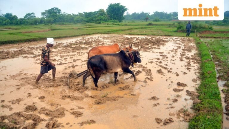Subnormal September rains boost harvest, inflation threatens | Today’s news