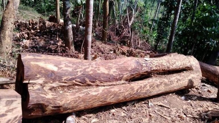 Keralam’s Muttil tree felling cheating case: Court adjourned the charge sheet to September 19