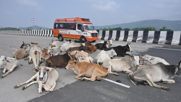New high speed corridors to get a border wall to prevent cattle menace
