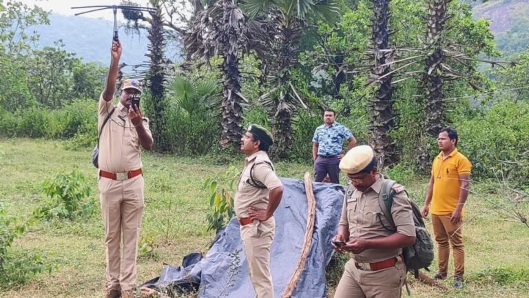 A male tiger, Explorer, attacked two buffaloes in Kakinada district