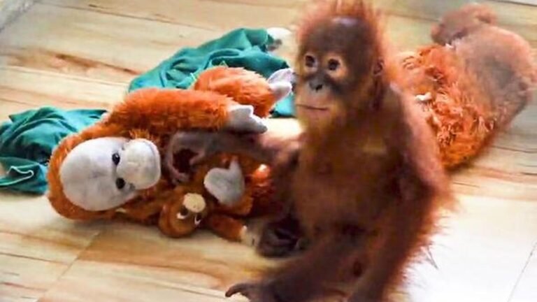 Three Orangutans Rescued in Odisha Suffering From Anemia: Officials