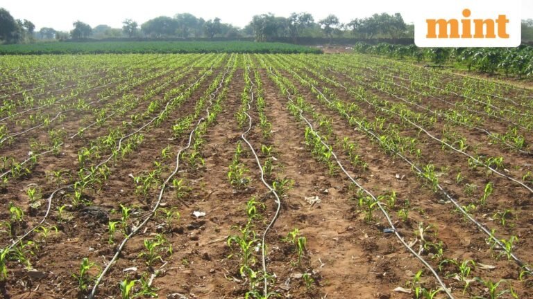 Center asks drought-hit states to reconsider rabi cultivation plans | Today’s news