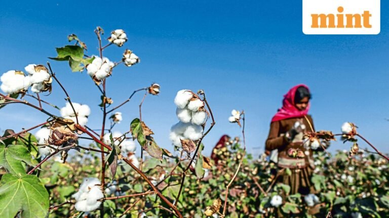 India revamps cotton testing labs amid government push for global cotton and textile hub | Today’s news