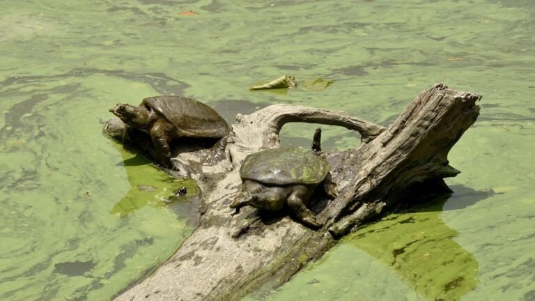 Sanctuary turned into a death trap: Turtles flee the poisoned waters of Kajalheri