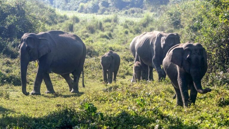 Gaurav Gogoi reported the removal of Kaziranga animal corridors gazette notification from Assam official website