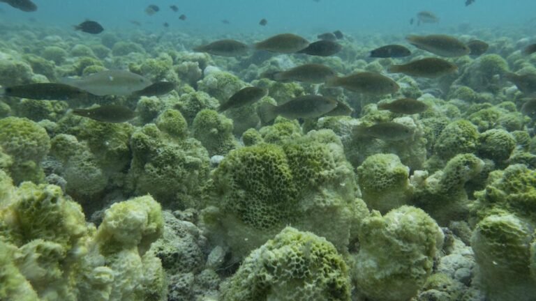Environmentalists urge scientists and policymakers to study looming ‘Super’ El Niño and prepare for future