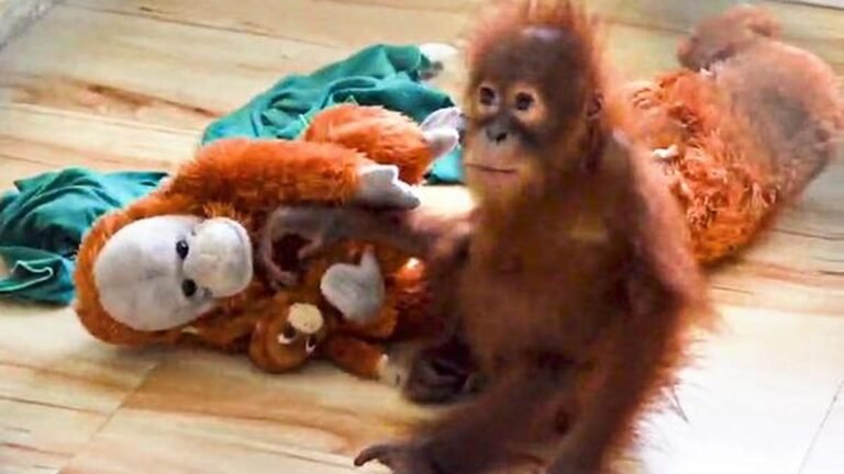 Music therapy to calm ‘distressed’ orangutans found far from their natural habitat