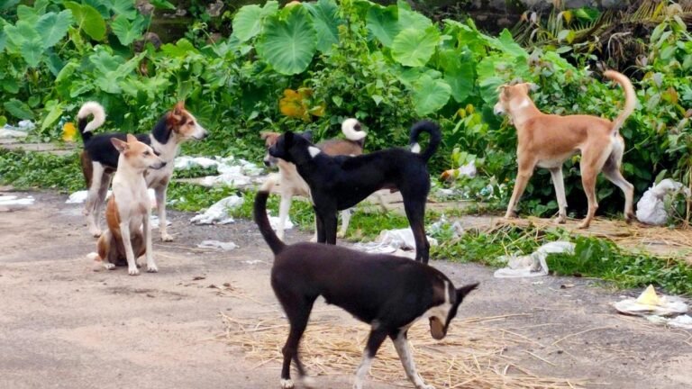 Several injured in a dog attack in Thiruvananthapuram, Kerala