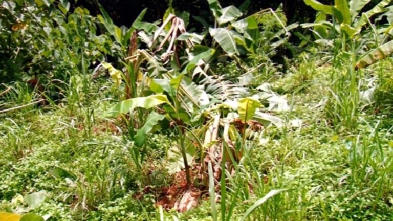 State-level conclave to discuss strategy to resolve human-wildlife conflict: Minister