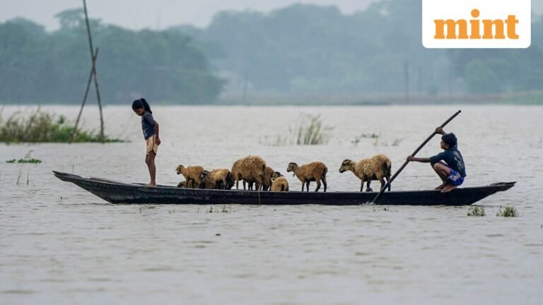 Cows were their livelihood. Goats, their insurance. Then came the flood. | Today’s news