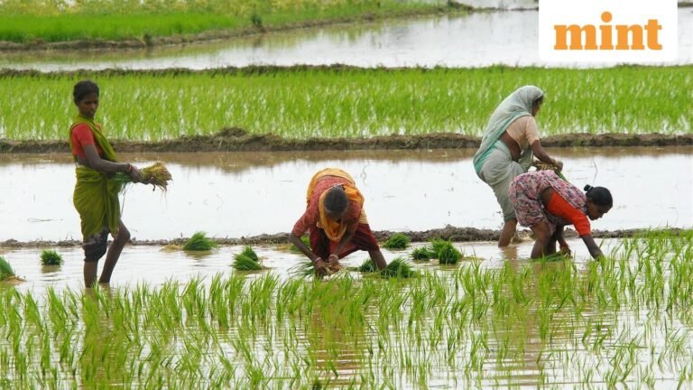 Kharif sowing gap narrows to 1.6% but key crops lag | Today’s news