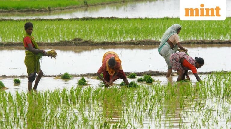 Kharif sowing gap narrows but key crops lag | Today’s news