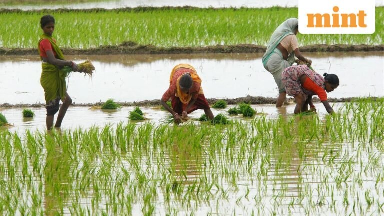 Kharif acreage gap narrows to 1.3% despite 15% rainfall deficit | Today’s news