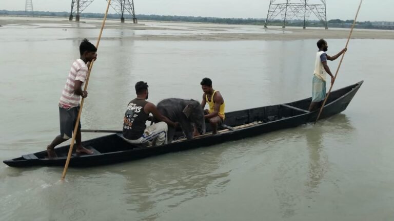 Follow | A baby elephant washed up in Bengal’s Teesta rescued by fishermen has been reunited with its mother